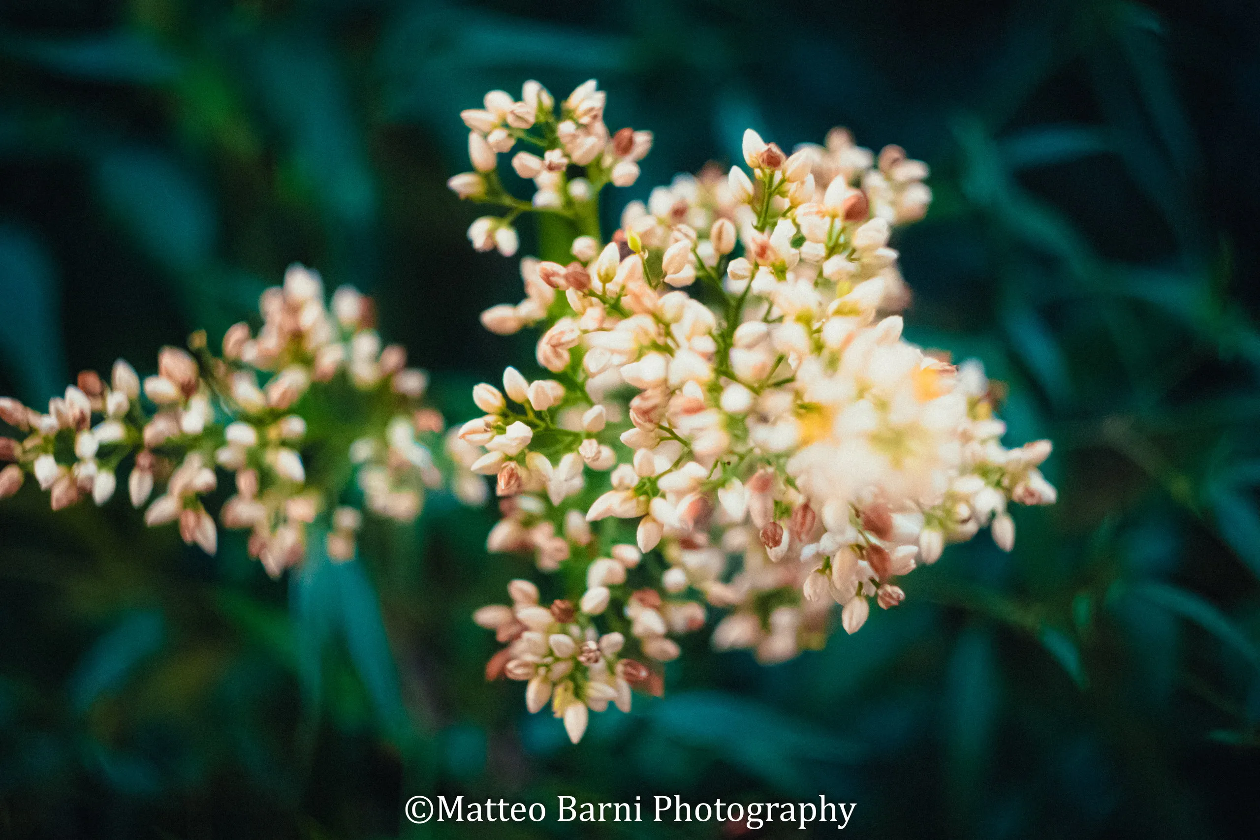Grappoli di piccoli fiori bianchi e rosati su un fondo di foglie verde scuro