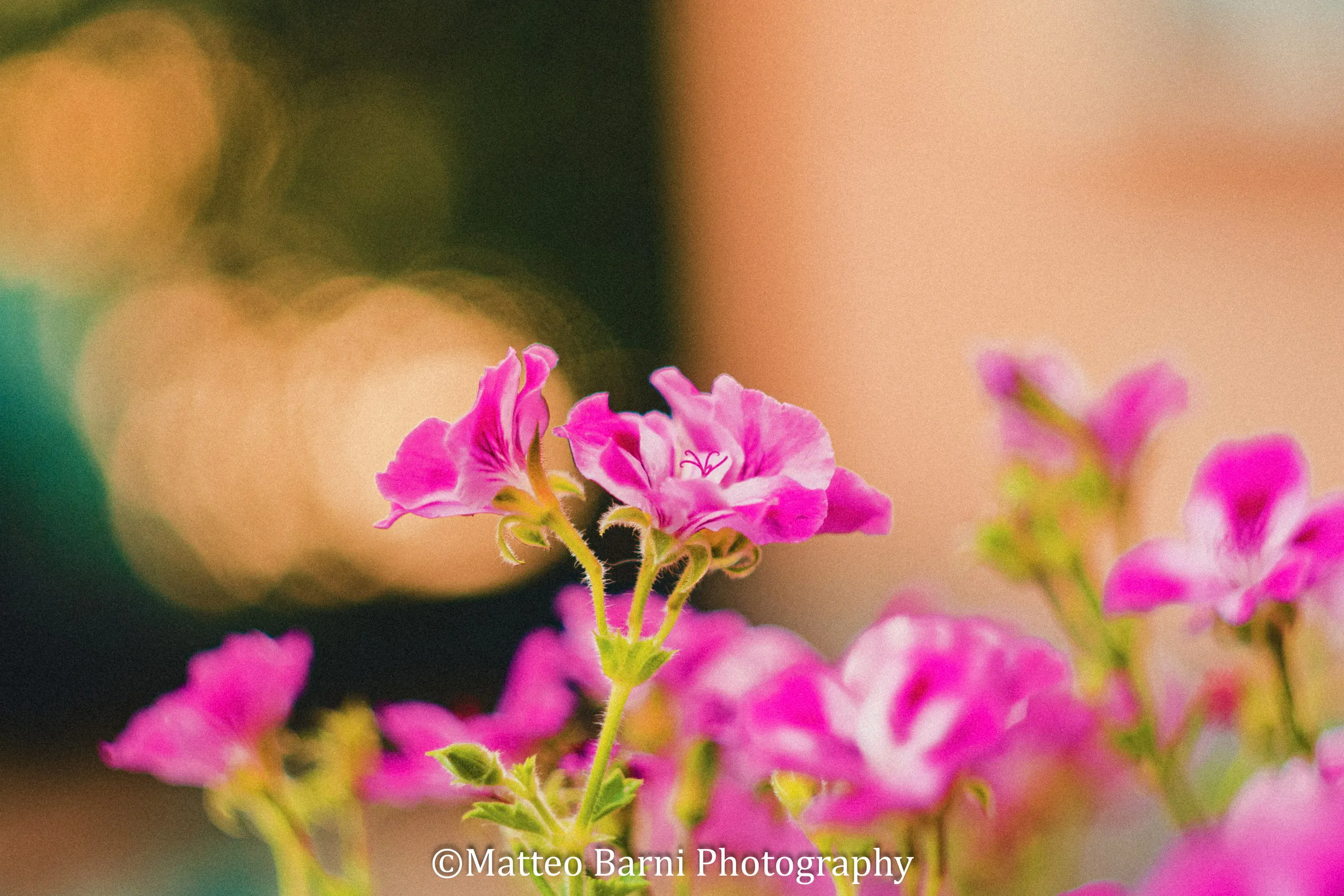Fiori rosa in primo piano, con lo sfondo sfocato in luci morbide