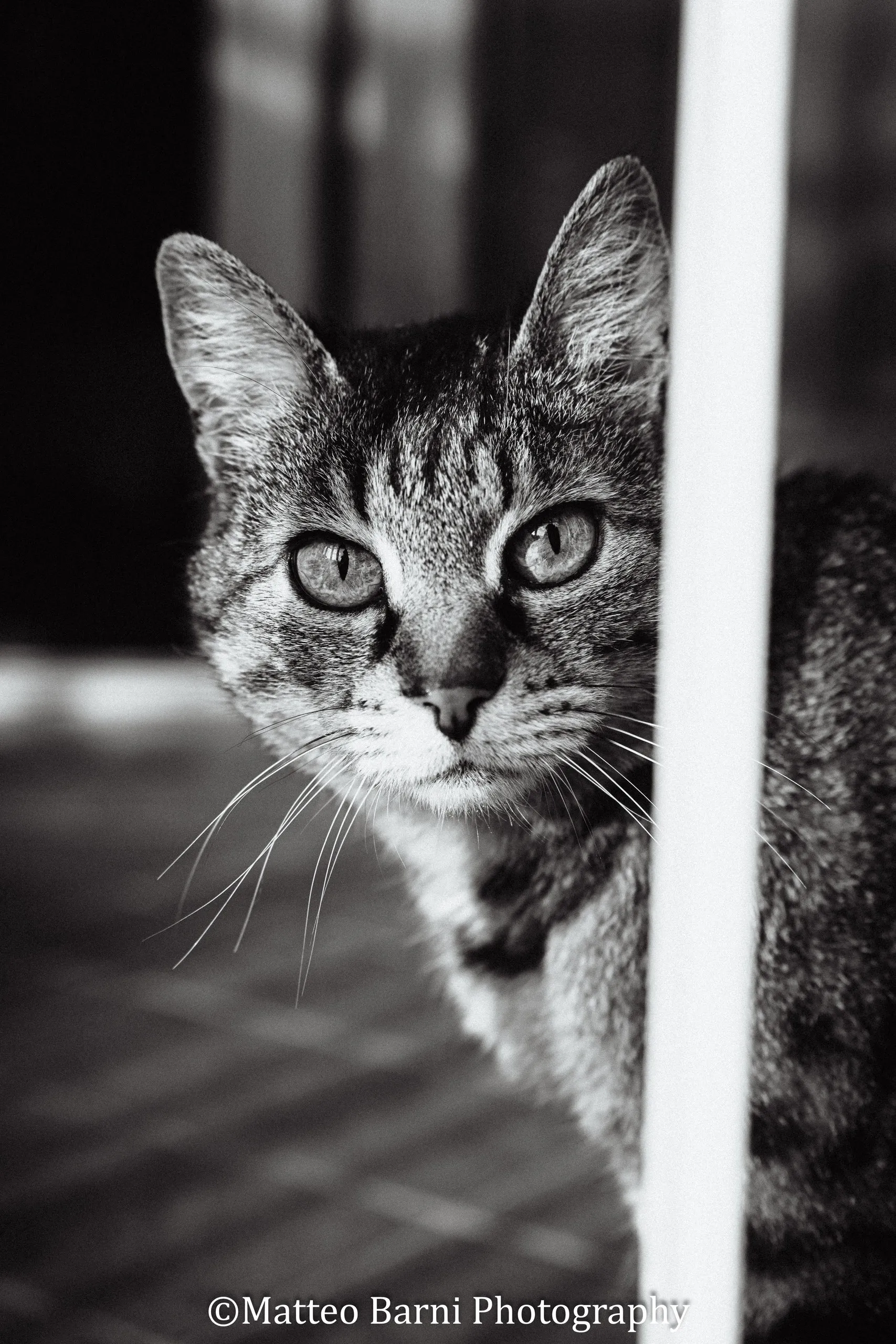 In bianco e nero, un gatto tigrato si affaccia da dietro uno stipite bianco e guarda in macchina